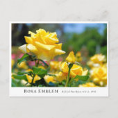 Rosa Emblem Briefkaart (Voorkant)