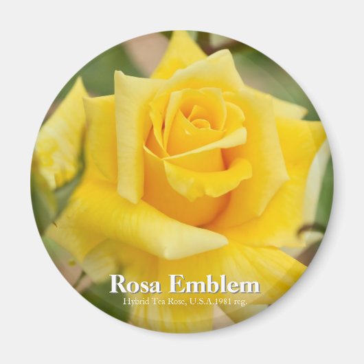 Rosa Emblem Magneet (Voorkant)