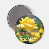 Rosa Emblem Magneet (Voorkant / Achterkant)