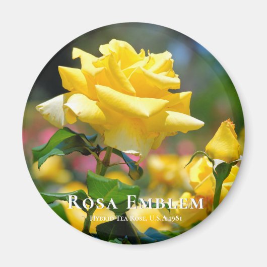 Rosa Emblem Magneet (Voorkant)