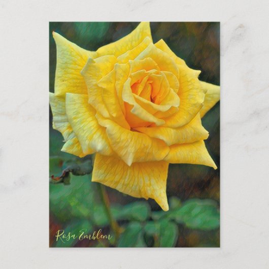 Rosa Emblem [Postcard] Briefkaart (Voorkant)