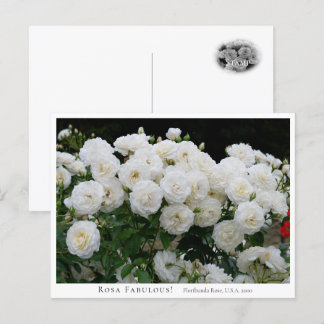 Rosa Fabulous! Briefkaart