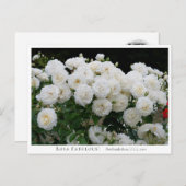 Rosa Fabulous! Briefkaart (Voorkant / Achterkant)