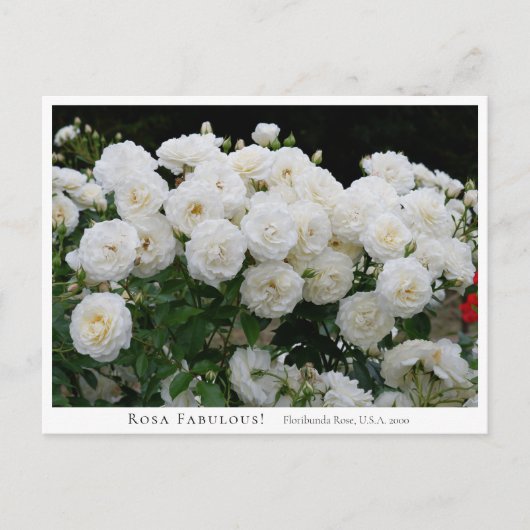 Rosa Fabulous! Briefkaart (Voorkant)