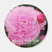 Rosa Finesse マ グ ッ ト Magneet (Voorkant)