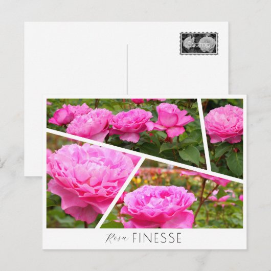 Rosa Finesse Briefkaart (Voorkant / Achterkant)