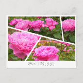 Rosa Finesse Briefkaart (Voorkant)