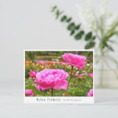 Rosa Finesse Briefkaart (Staand voorkant)