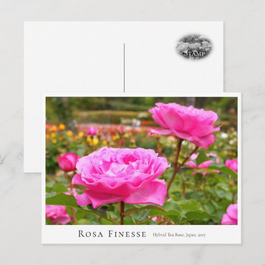 Rosa Finesse Briefkaart (Voorkant / Achterkant)