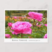 Rosa Finesse Briefkaart (Voorkant)