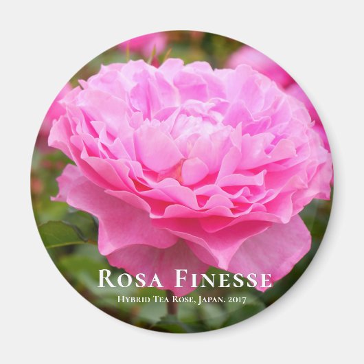 Rosa Finesse Magneet (Voorkant)