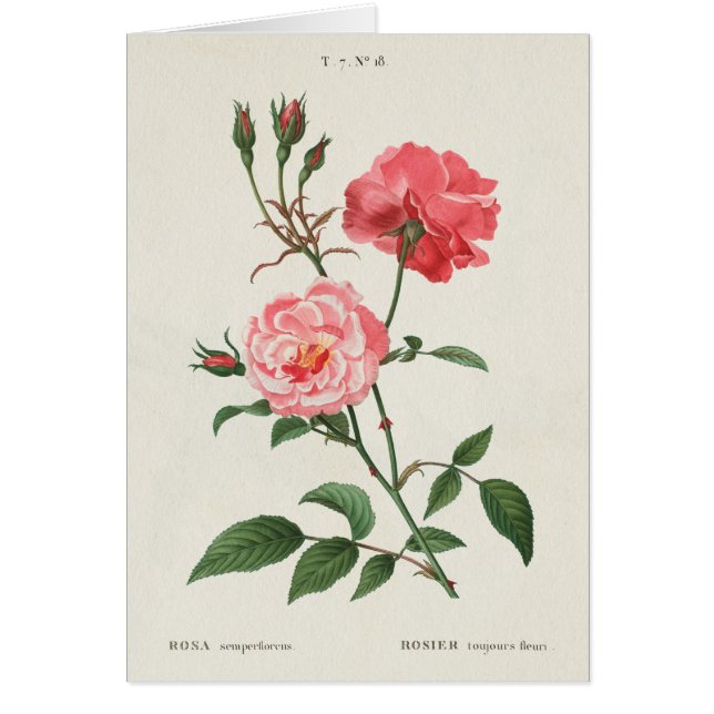  Rosa Flowers (Voorkant)