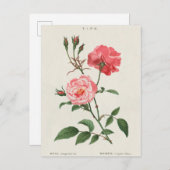  Rosa Flowers Briefkaart (Voorkant / Achterkant)