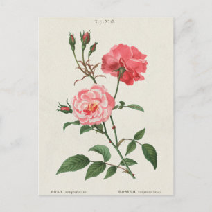 Rosa Flowers Briefkaart