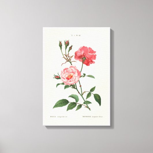  Rosa Flowers Canvas Afdruk (Voorkant)