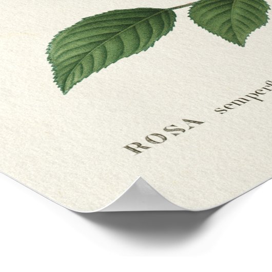  Rosa Flowers Poster (Hoek)