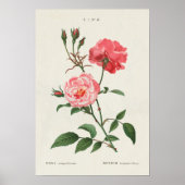  Rosa Flowers Poster (Voorkant)