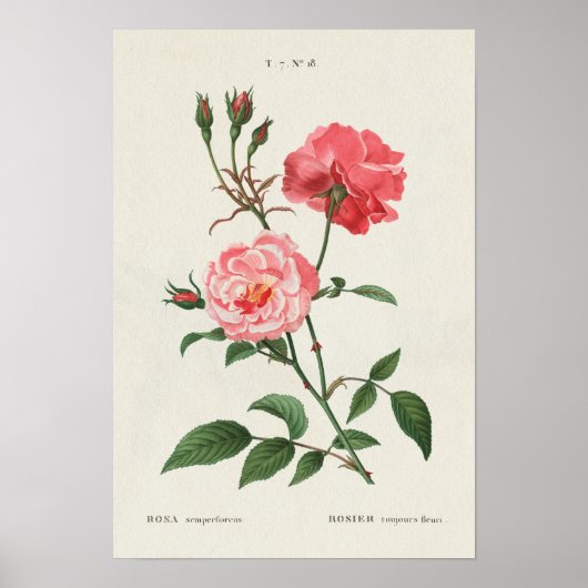  Rosa Flowers Poster (Voorkant)