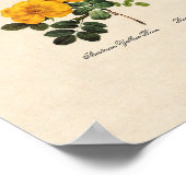 Rosa foetida poster (Hoek)