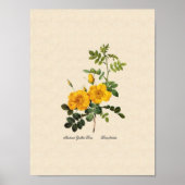 Rosa foetida poster (Voorkant)