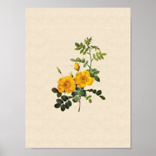 Rosa foetida poster