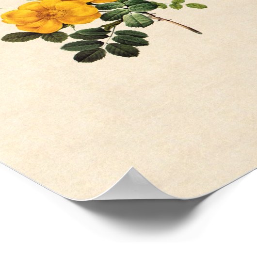 Rosa foetida poster (Hoek)