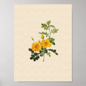 Rosa foetida poster (Voorkant)