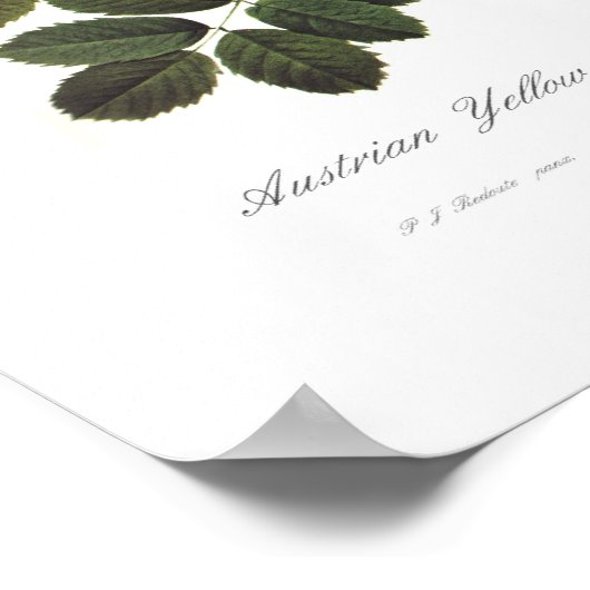 Rosa foetida poster (Hoek)