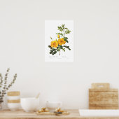 Rosa foetida poster (Keuken)