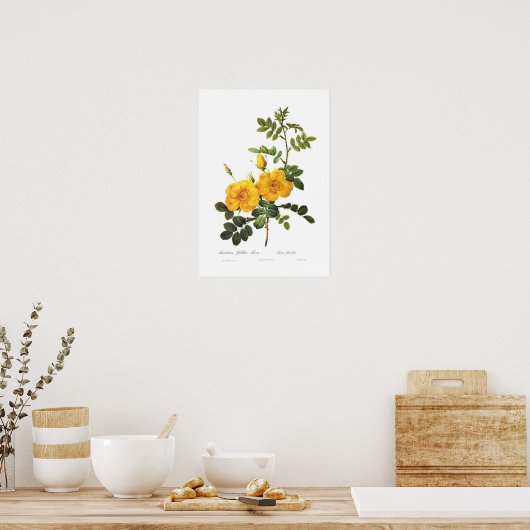Rosa foetida poster (Keuken)
