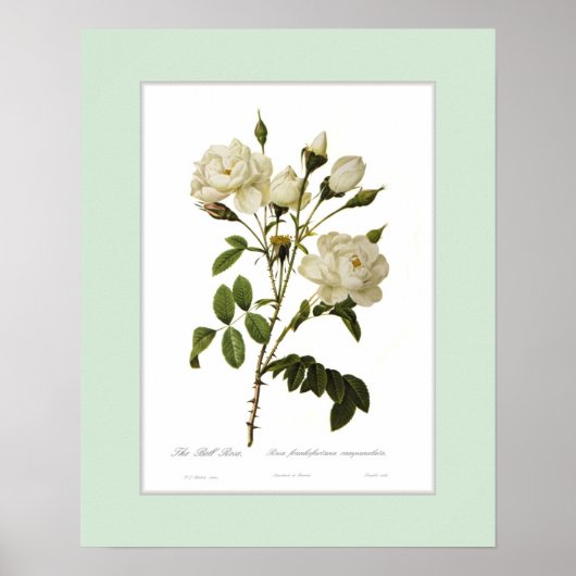 Rosa francofurtana, Douane-grens Poster (Voorkant)