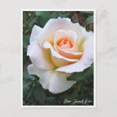 Rosa French Lace Briefkaart (Voorkant)