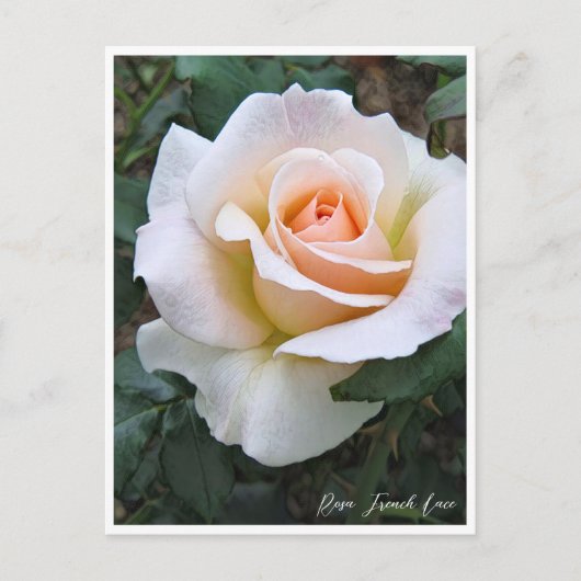 Rosa French Lace Briefkaart (Voorkant)