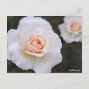 Rosa French Lace (Briefkaart) Briefkaart