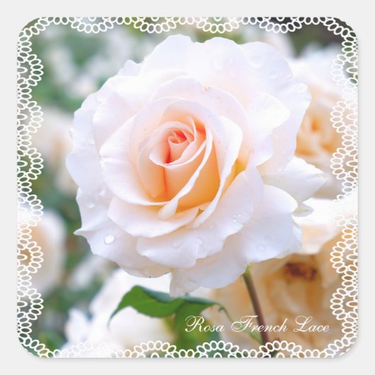 Rosa French Lace [Square Seal] Vierkante Sticker (Voorkant)
