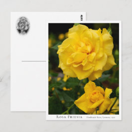 Rosa Friesia Briefkaart