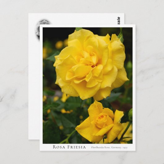 Rosa Friesia Briefkaart (Voorkant / Achterkant)