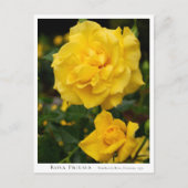 Rosa Friesia Briefkaart (Voorkant)