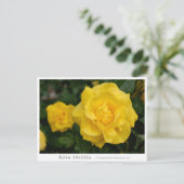 Rosa Friesia Briefkaart (Staand voorkant)