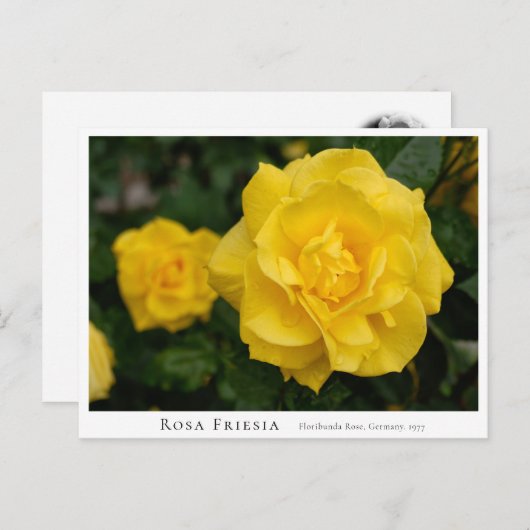 Rosa Friesia Briefkaart (Voorkant / Achterkant)