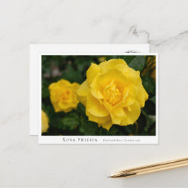 Rosa Friesia Briefkaart