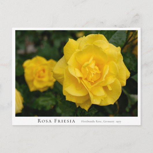 Rosa Friesia Briefkaart (Voorkant)