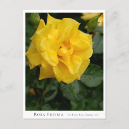 Rosa Friesia Briefkaart