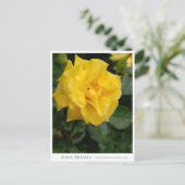 Rosa Friesia Briefkaart (Staand voorkant)