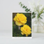 Rosa Friesia Briefkaart (Staand voorkant)