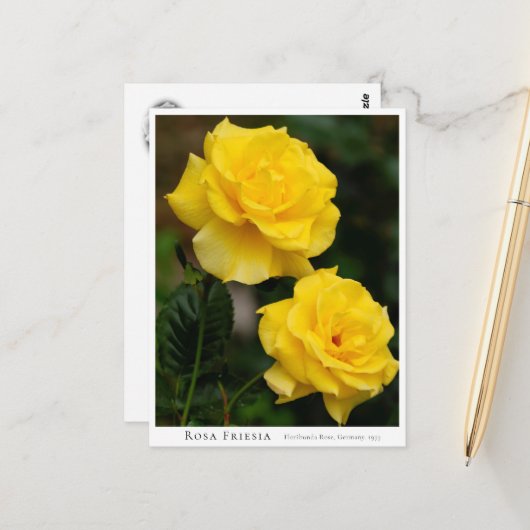 Rosa Friesia Briefkaart (Voorkant / Achterkant in situ)