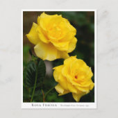 Rosa Friesia Briefkaart (Voorkant)