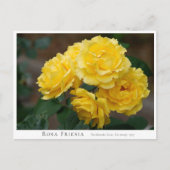 Rosa Friesia Briefkaart (Voorkant)