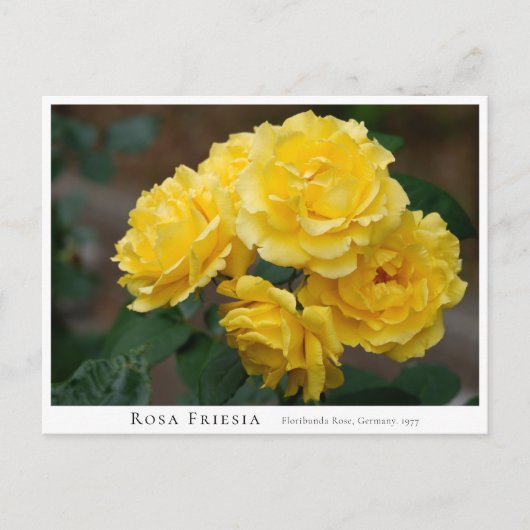 Rosa Friesia Briefkaart (Voorkant)