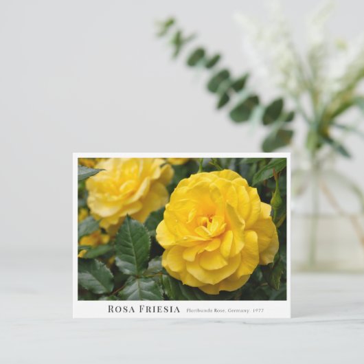 Rosa Friesia Briefkaart (Staand voorkant)